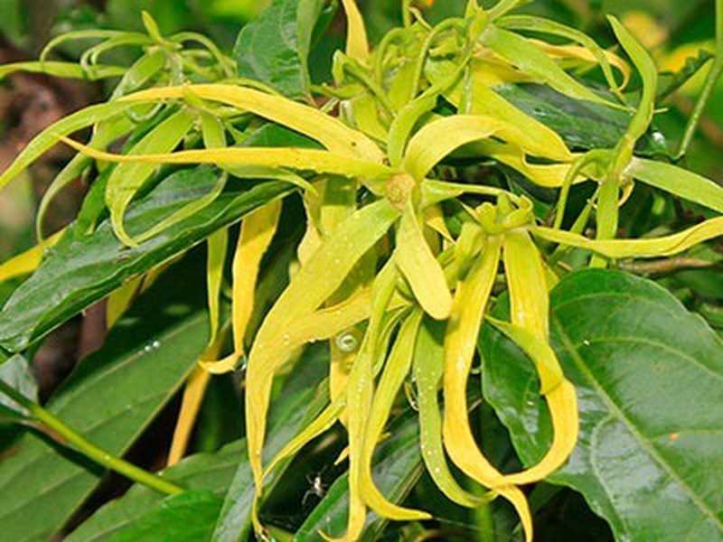 Product image: Fragrance oil ylang ylang 10ml-null