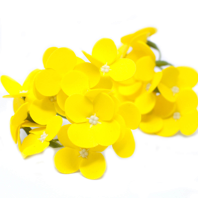 Soap flower hyacinth bean - yellow, , medium