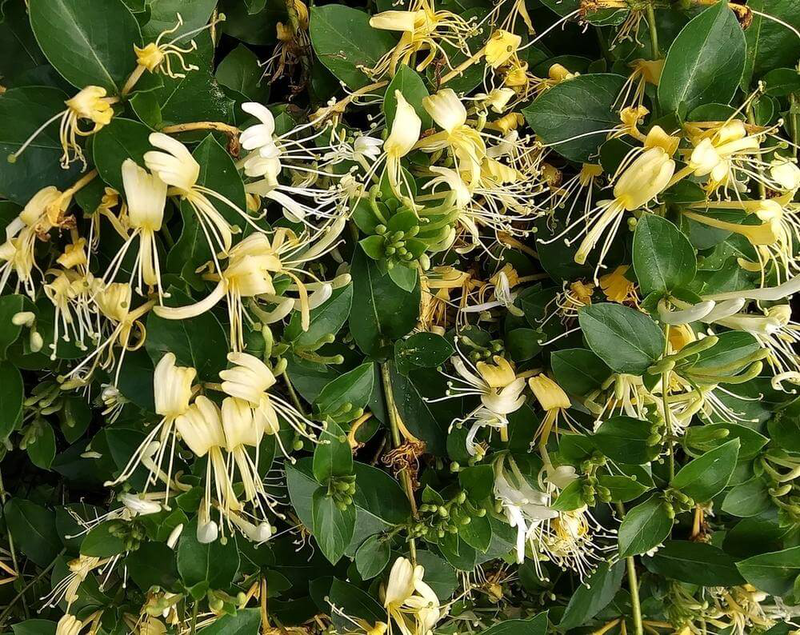 Fragrance oil honeysuckle 10ml-null
