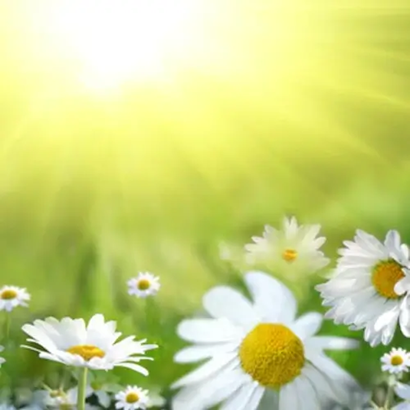 Product image: Fragrance oil chamomile 10ml-null