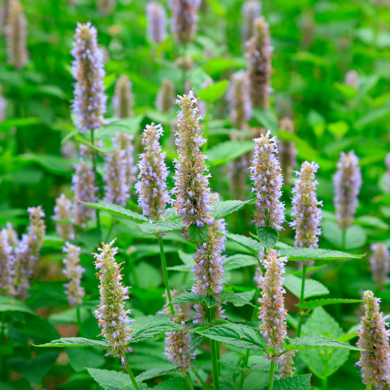 Product image: Bb patchouli, , medium-null