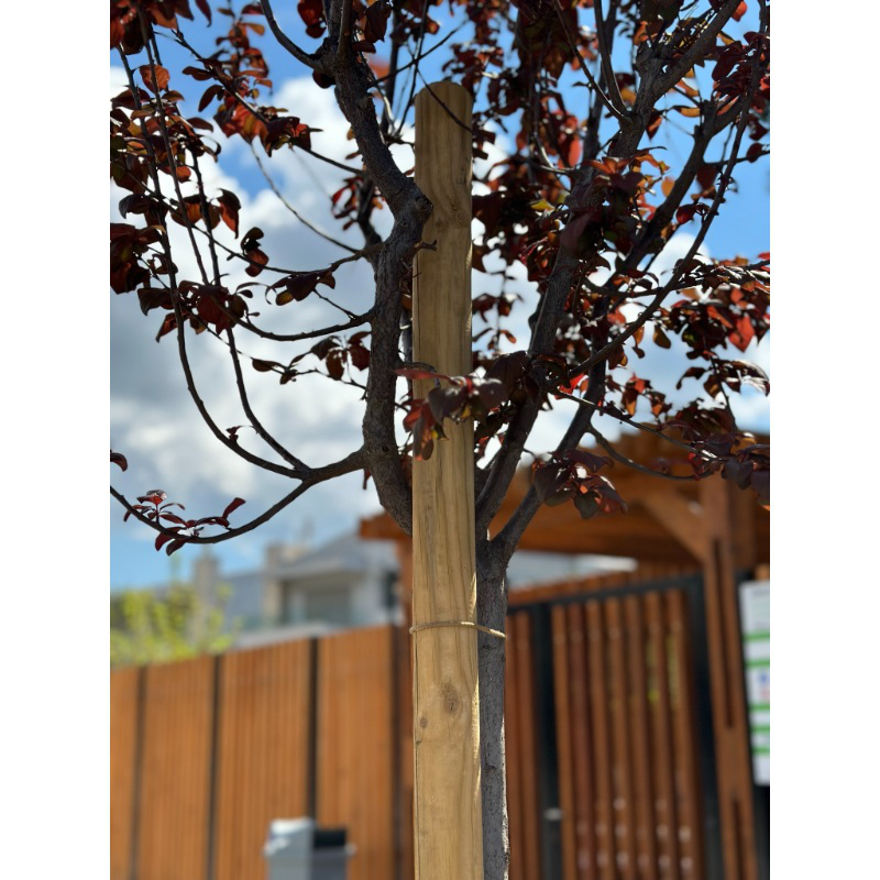 Showood &xi;&upsilon;&lambda;&iota;&nu;&omicron;&sigmaf; &pi;&alpha;&sigma;&sigma;&alpha;&lambda;&omicron;&sigmaf; 4x250cm, , medium-null
