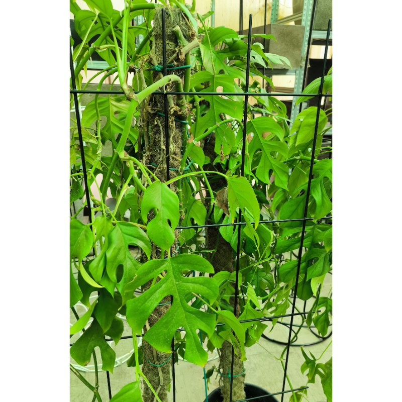 Product image: Metal trellis 75x150cm - black, , medium-null