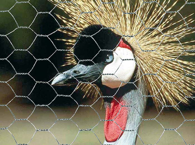 Verdemax metal hexagonal net 1x10 πρασινο, , medium-null