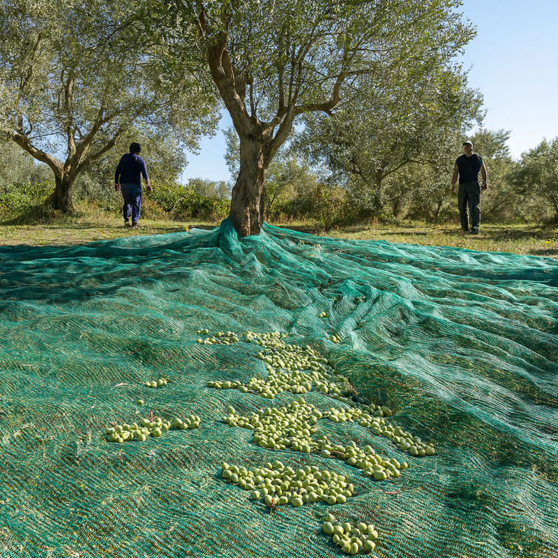 &Delta;ί&chi;&tau;&upsilon; &mu;&alpha;&zeta;έ&mu;&alpha;&tau;&omicron;&sigmaf; &epsilon;&lambda;&iota;ώ&nu; 5x10m &epsilon;&nu;&iota;&sigma;&chi;&upsilon;&mu;έ&nu;&omicron; &pi;&omicron;&lambda;&upsilon;&alpha;&iota;&theta;&upsilon;&lambda;&epsilon;&nu;ί&omicron;&upsilon; &gamma;&iota;&alpha; &epsilon;&pi;&alpha;&gamma;&gamma;&epsilon;&lambda;&mu;&alpha;&tau;&iota;&kappa;ή &sigma;&upsilon;&lambda;&lambda;&omicron;&gamma;ή &kappa;&alpha;&rho;&pi;ώ&nu;, , medium-null