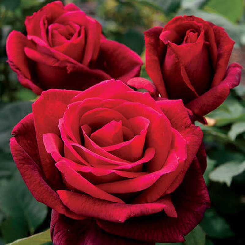 Fragrance oil summer rose 10ml, , medium image number null