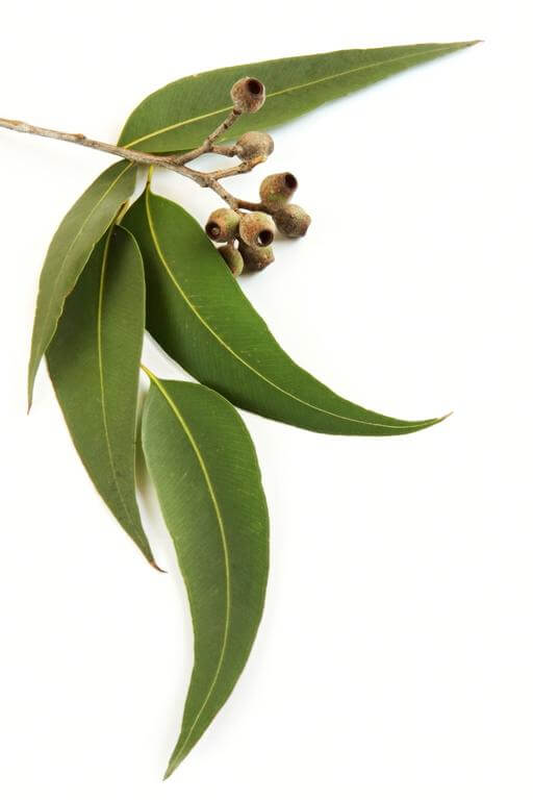 Fragrance oil eucalyptus 10ml, , medium-null
