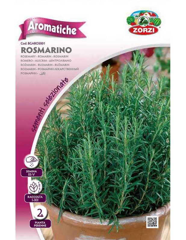 Zorzi bgaros001 rosemary, , medium-null