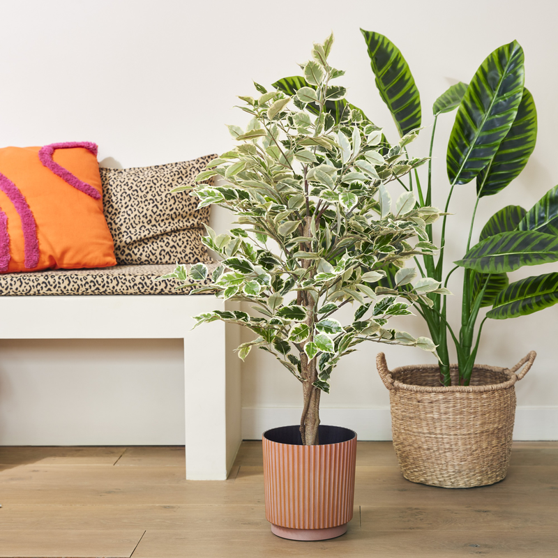 Green plant ficus in pot with stone, , medium-null