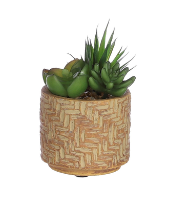 Ed succulent in glass pot d7.5xh11cm, , medium