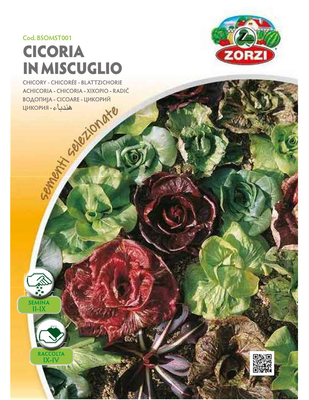 Zorzi bsomst001 radiki, , medium