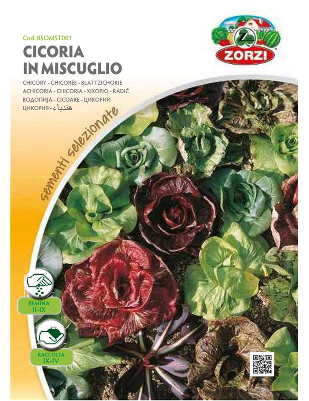 Product image: Zorzi bsomst001 radiki, , medium-null