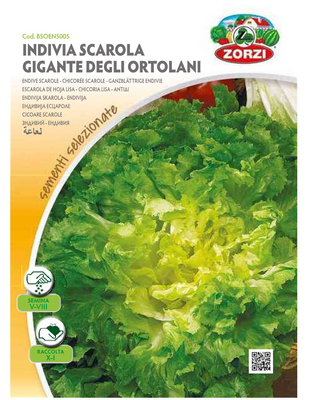 Zorzi bsons005 endive scarole, , medium