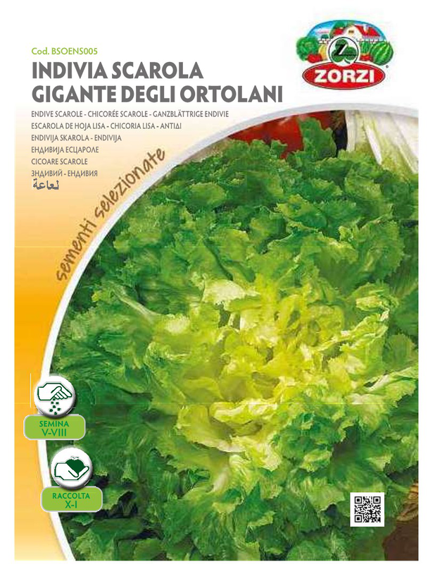 Zorzi bsons005 endive scarole, , medium-null