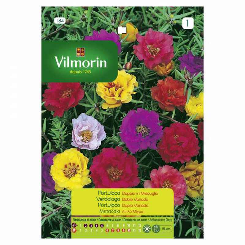 Vilmorin portulaca - sun plant double mixed, , medium-null