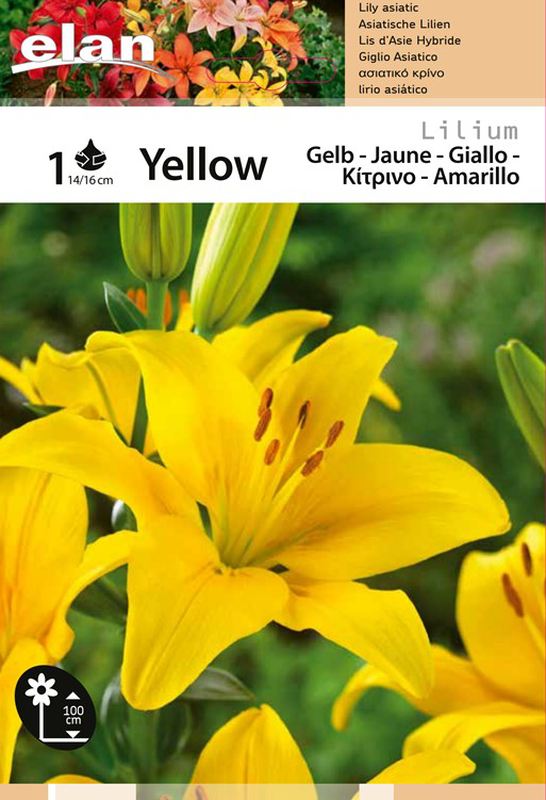 Product image: Λιλιουμ κιτρινο 1pc 14/16cm, , medium-null