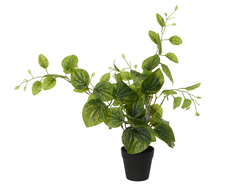 Green mint plant in pot, , medium-null