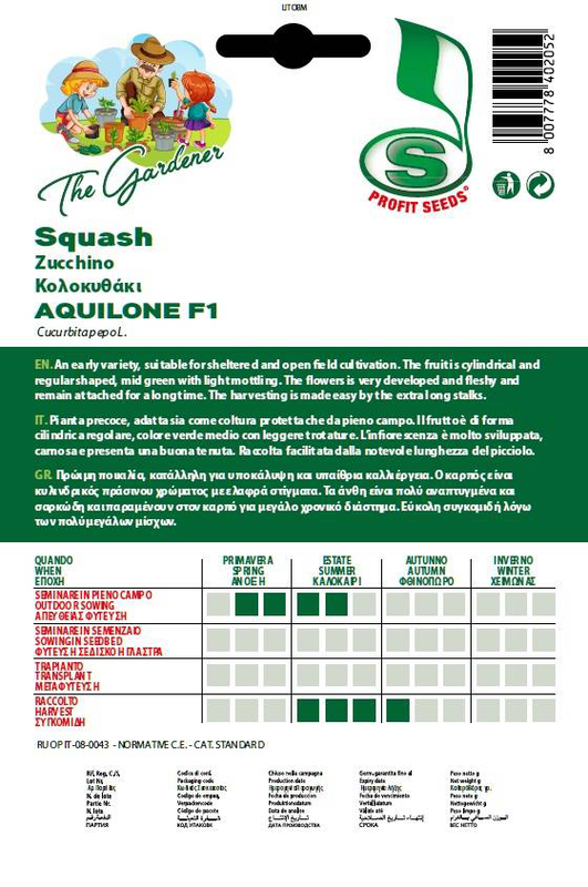 Tg pumpkin green aquilone f1, , medium-null