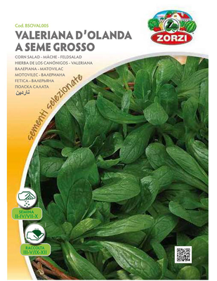 Zorzi bsoval005 valeriana, , medium