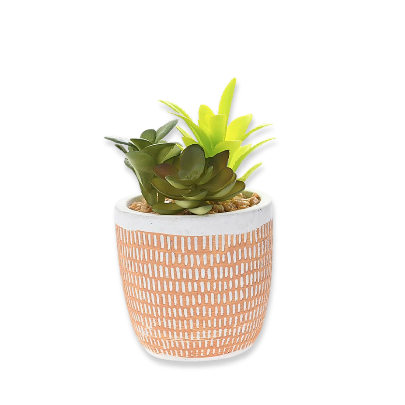 Ai succulent plant in cement pot 9x13cm (1pcs random selection), , medium-null