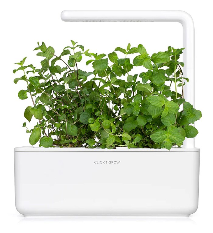 Product image: Click & grow sgr22x3 peppermint plant pods 3pcs, , medium-null