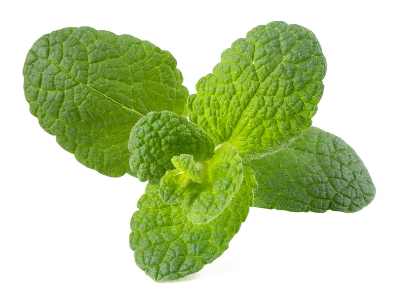 Click & grow sgr79x3 apple mint plant pods 3pcs, , medium image number null