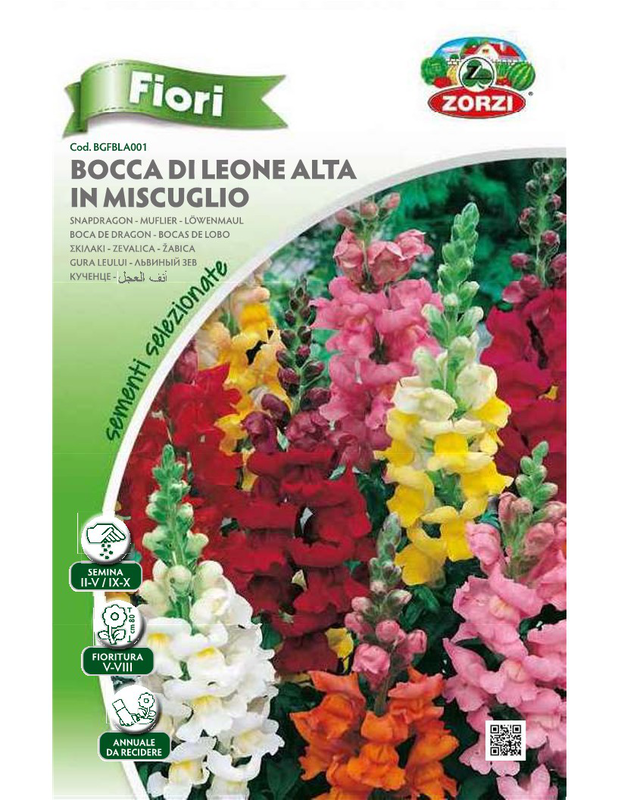 Zorzi bgfbla001 skilaki psilo, , medium-null