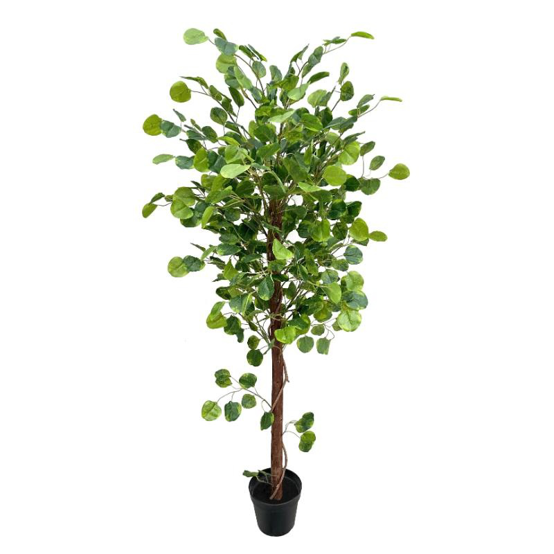 Eucalyptus tree 150cm, , medium-null