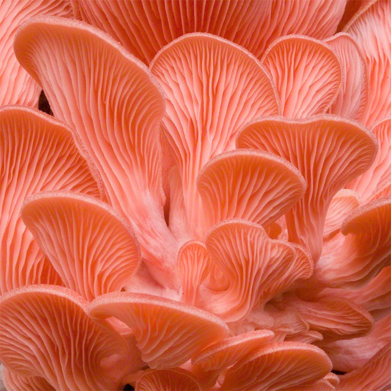 Product image: Pink pleurotus diamor καλλιεργεια μανιταριων στο σπιτι 3kg, , medium-null