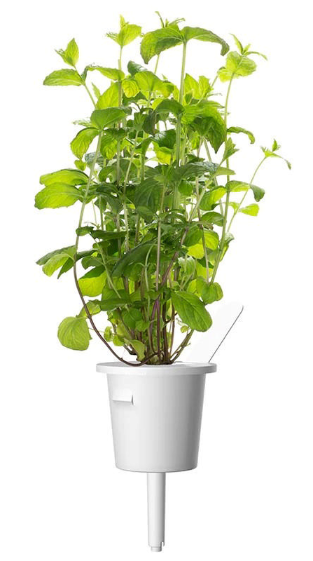 Click & grow sgr22x3 peppermint plant pods 3pcs, , medium-null