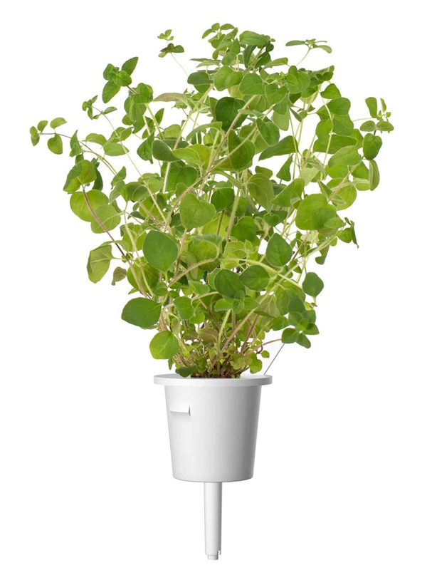 Click & grow sgr31x3 oregano plant pods 3pcs, , medium image number null
