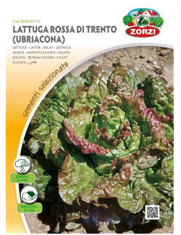 Zorzi bsolat312 marouli kokkino, , medium-null