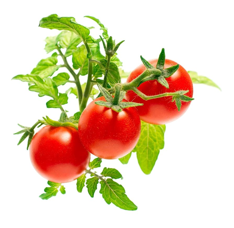 Click & grow sgr5x3 mini tomato plant pods 3pcs, , medium-null