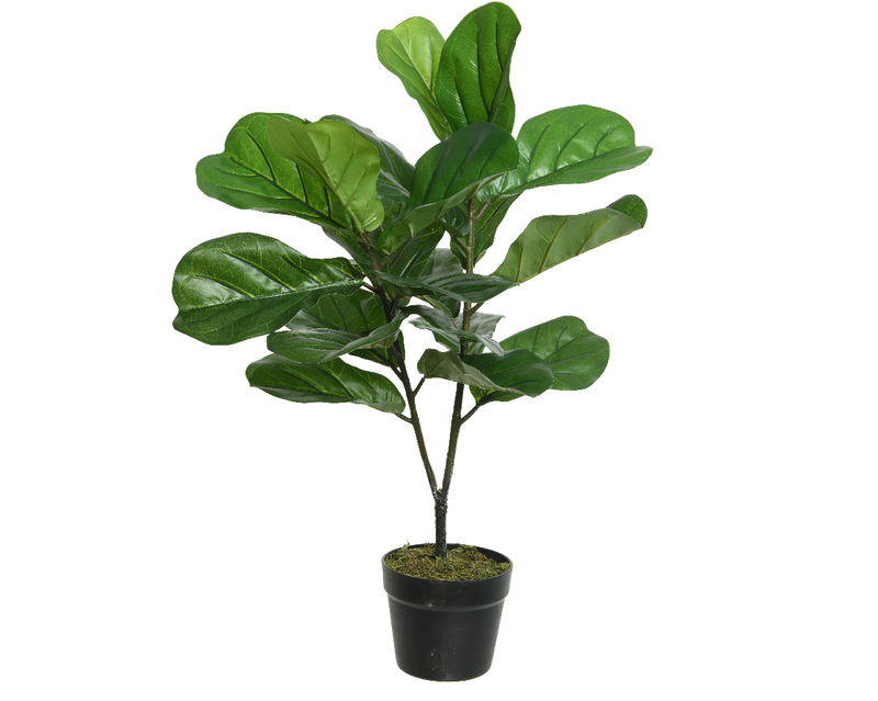 Fig tree, , medium-null