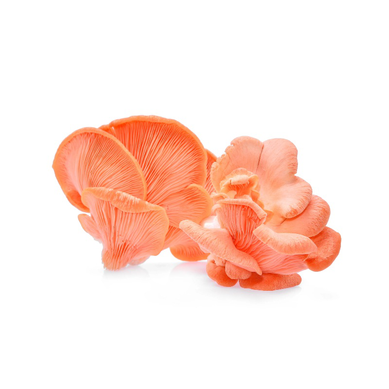 Product image: Pink pleurotus diamor καλλιεργεια μανιταριων στο σπιτι 3kg, , medium-null