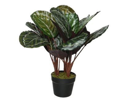 Calathea in pot, , medium