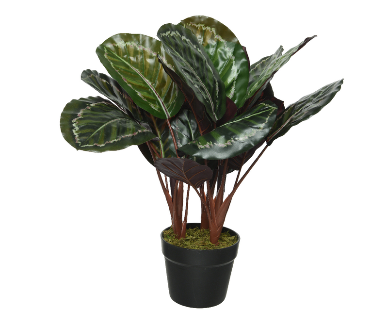 Calathea in pot, , medium-null