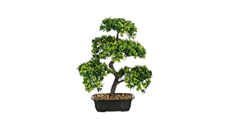 Bonsai in pot green-null