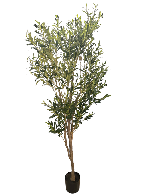 Olive tree - 190 cm, , medium image number null