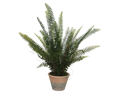 Fern in pot, , medium