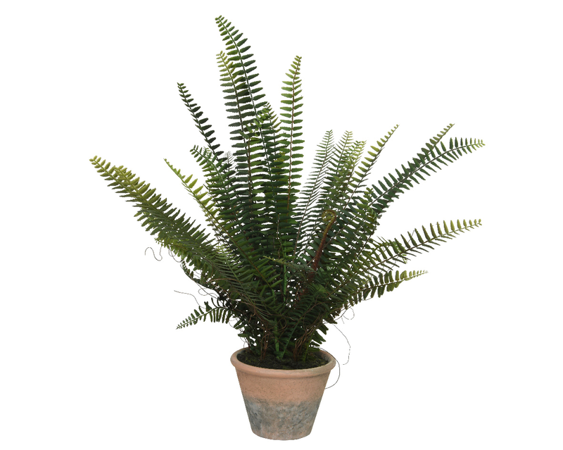 Fern in pot, , medium-null