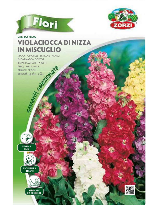 Zorzi bgfvio001 sierinia, , medium-null