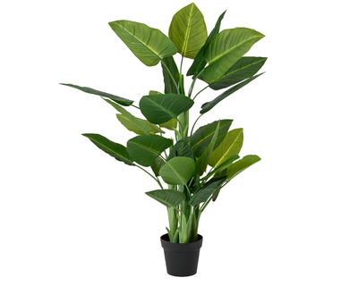 Plant green in pot, , medium