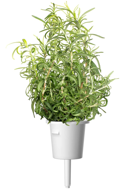 Click & grow sgr51x3 rosemary plant pods 3pcs, , medium image number null