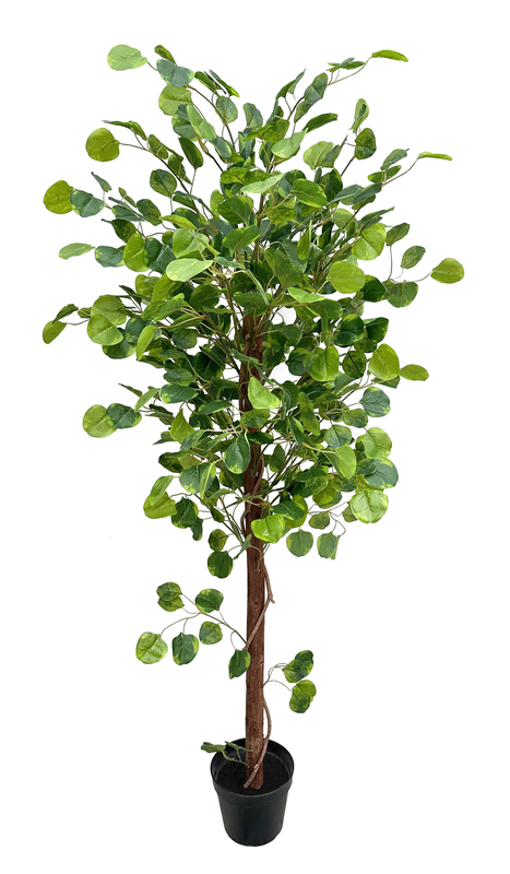 Product image: Eucalyptus tree 150cm, , medium-null