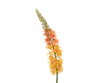 Foxtail eremurus on stem, , medium