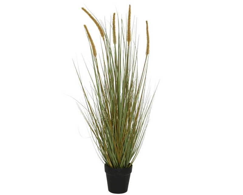 Grass cat tails, , medium-null