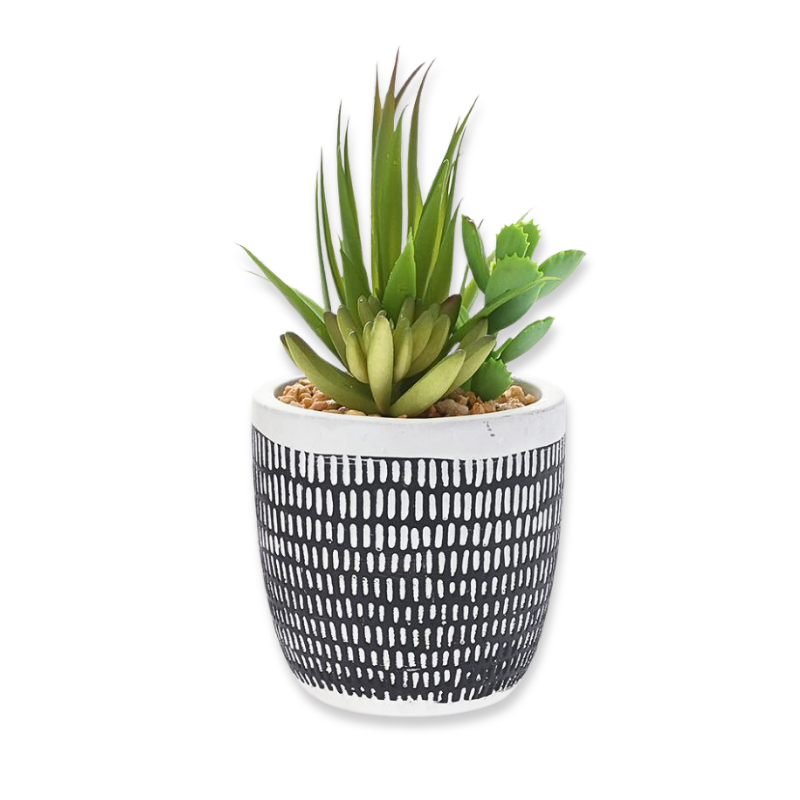 Ai succulent plant in cement pot 9x13cm (1pcs random selection), , medium-null