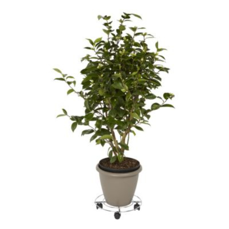 Diall metal plant pot mover max 60kg, , medium-null