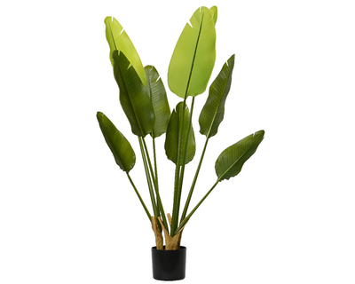 Strelitzia plant in pot, , medium